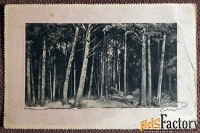 Антикварная открытка. Шишкин Этюд леса с натуры