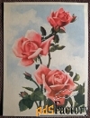 Открытка Три розы. Связьиздат. 1950-е годы