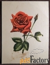 Открытка Красная роза. Связьиздат. 1950-е годы