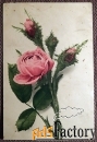 Антикварная открытка Роза с бутонами