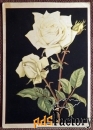 Открытка Роза белая. Филателия. 1961 год