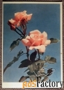 Открытка Розы. 1962 год