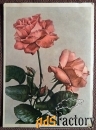 Открытка Две розы. 1958 год
