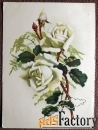 Открытка Белая роза. Филателия. 1955 год