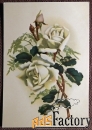 Открытка Белая роза. Филателия. 1964 год
