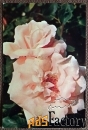 Открытка. Роза Фрау Карл Друшки. Цветы. 1973 год