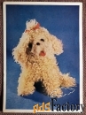 Открытка. Болонка. Собака. Игрушка. 1966 год