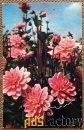 Открытка. Георгин Гери Хок. Цветы. 1973 год