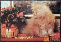 Открытка. Поздравляю. Котенок. 1990-е годы