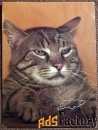 Открытка. Кот полосатый. Польша. 1983 год
