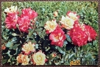 Открытка. Роза. Сорт Чарлстон. 1973 год