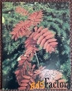 Мини-открытка. Ветка рябины. Рябина. 1987 год