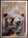 Открытка. Худ. Исаков. Медведь. 1989 год