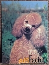 Открытка. Пудель. 1989 год