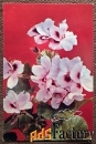 Открытка. Пеларгония. 1973 год