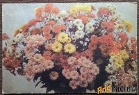 Открытка. Хризантемы. 1971 год