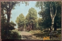 Антикварная открытка. Сельская дорога. Березы. Пейзаж