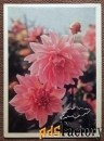 Открытка. Георгины. Цветы. 1973 год