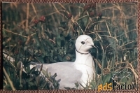 Открытка. Розовая чайка. 1988 год