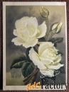 Открытка. Худ. Романов. Роза Снегурочка. 1964 год
