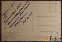 Открытка. Худ. Романов. Роза Снегурочка. 1964 год