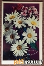 Двойная открытка. С праздником. Ромашки. Цветы. 1972 год