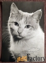 Открытка. Кот. Кошка. Прага. Чехословакия. 1960-е годы