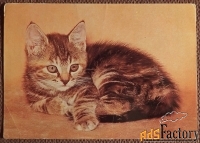 Открытка. Котенок. ГДР. 1970-е годы