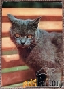 Открытка. Кот. Кошка. 1970-е годы