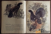 Книга. Г. Снегирев. Про птиц. 1991 год