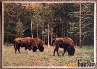 Открытка. Беловежская пуща. Зубры. 1950-е годы