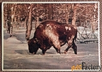 Открытка. Беловежская пуща. Зубр. 1950-е годы