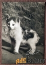 Открытка. Котенок 3. Прага. Чехословакия. 1960-е годы