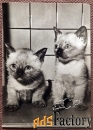 Открытка. Котята 2. Прага. Чехословакия. 1960-е годы