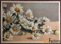 Открытка. Ромашки. Букет. Цветы. Германия. 1950-е годы