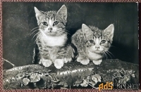 Открытка. Котята на дереве. Прага. Чехословакия. 1960-е годы