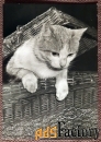 Открытка. Кот в корзине. Прага. Чехословакия. 1960-е годы