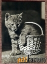 Открытка. Котенок в корзинке. Прага. Чехословакия. 1960-е годы