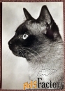Открытка. Кот. Кошка. Прага. Чехословакия. 1960-е годы
