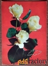 Открытка. Розы белые. Цветы. 1981 год