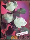Открытка. Костенко. Поздравляю. Розы. Цветы. 1988 год