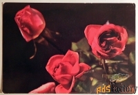 Открытка. Красные розы. Цветы. 1976 год