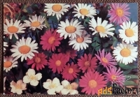 Открытка. Ромашки. Цветы. 1990 год