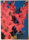 Открытка. Гладиолусы. Цветы. 1990 год