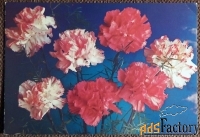 Открытка. Гвоздики. Цветы. 1989 год