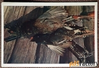 Открытка. Натюрморт. Дичь. Охота. 1955 год