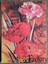 Открытка. Дергилев. Гвоздики. Цветы. 1982 год