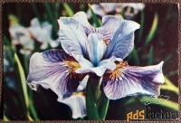 Открытка. Ирис. Цветы. 1982 год