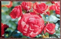 Открытка. Роза. Сорт Файр Кинг. Цветы. 1973 год