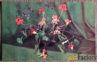 Открытка. Композиция из цветов. Настурция. Цветы. 1974 год